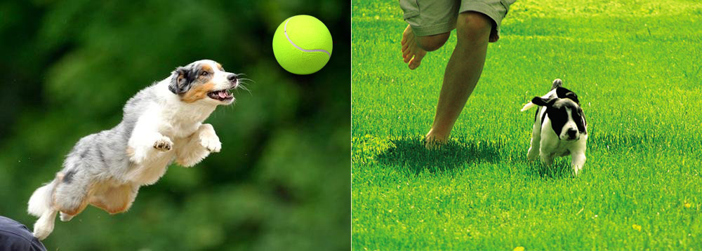 Big Giant Pet Dog Puppy Tennis Ball Thrower Chucker Launcher Play Toy